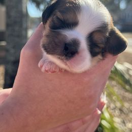 Cavachon, Cavalier King Charles Spaniel, and Cavapoo Puppies from LierChonPoo