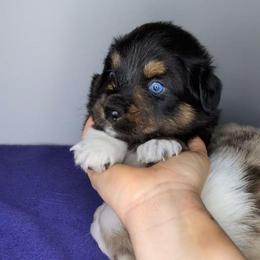 Eclipse - Black tri female Miniature Australian Shepherd puppy in Harrisonville, Missouri from Trailside Mini Aussies
