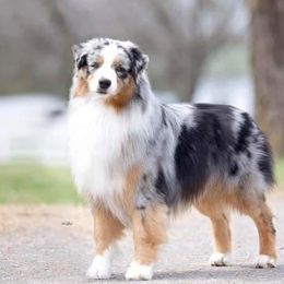 Australian Shepherd puppies from Rock Canyon Australian Shepherds
