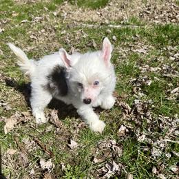 Glacier - White and black male Chinese Crested puppy in Dresden, Ohio from JJ’s Pawz and Clawz