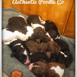 Poodle Puppies from Authentic Poodle Co