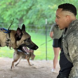 Belgian Malinois and Dutch Shepherd All Grown Up from Ironcore K9