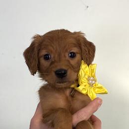Lyra - Red female Companion Cross puppy in Columbus, Ohio from Laura Shorter