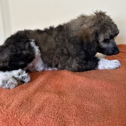 Poodle Puppies from Paddock's Purebred Poodles