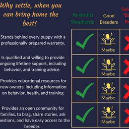 German Shepherd Puppies from Austerlitz German Shepherds