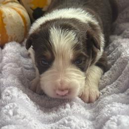Alejandro - White and red male Border Collie puppy in Mckinney, Texas from Border Collies of Ruidoso