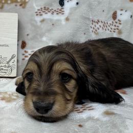 Hawk - Cream male Dachshund puppy in Pulaski, Tennessee from Billboard Doxies