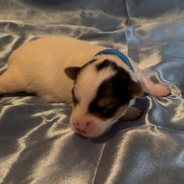 Brody - Parti male Yorkshire Terrier puppy in Wagoner, Oklahoma from Rosenthal Yorkies