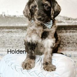 Holden - Merle male Goldendoodle puppy in Pasco, Washington from Camp Doodle Woods