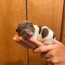 Duke - Brown male Chinese Shar-Pei puppy in Auburn, Kansas from Justin's Chinese Shar-Pei