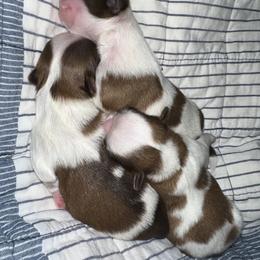 Shih Tzu Puppies from Wood Foo Breeders