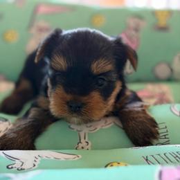 Boy 3 - Black and tan male Yorkshire Terrier puppy in Livermore, California from Ruben & Tatiana’s Yorkshire Terriers
