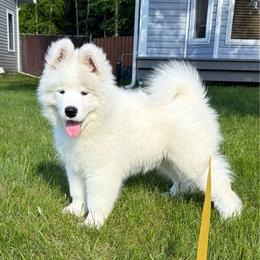 Blue boy - White and biscuit male Samoyed puppy in Fairbanks, Alaska from Subarktika Samoyeds