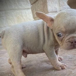 French Bulldogs from GC Bulldogs