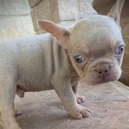 French Bulldogs from GC Bulldogs