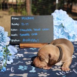 Mickey - Chocolate male Dachshund puppy in Prospect, Oregon from Spunky Sausage Pups