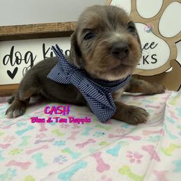 Cash - Blue and tan male Dachshund puppy in Waseca, Minnesota from Dragonfly Doxies
