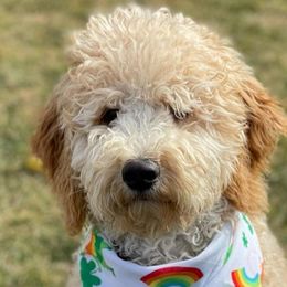 Australian Labradoodles and Goldendoodles from Four Paws Labradoodles