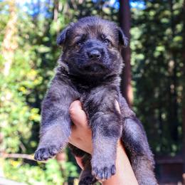 Tessarion - Sable female German Shepherd puppy in Santa Cruz, California from Von Guadachi German Shepherds & Audacity Border Collies