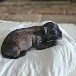 Shihpoo and Shih Tzu Puppies from The Luckie Puppy