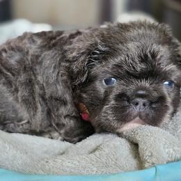 Boujii - Blue female French Bulldog puppy in Miami, Oklahoma from Destiny Jones