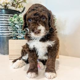 Humphrey - Brown and white male Aussiedoodle puppy in Flagstaff, Arizona from Gunstock Doodles
