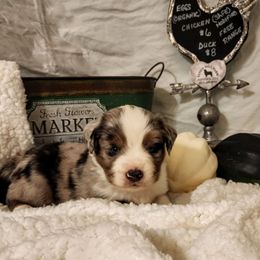 Cooper - Blue merle male Toy Australian Shepherd puppy in Logansport, Indiana from Sandy Hill Farm Aussies, LLC