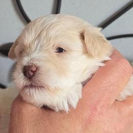 Baymax - Wheaten male Miniature Schnauzer puppy in Hertford, North Carolina from Little Bug Schnauzers