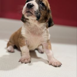 Wanda - Mahogany and white female Basset Hound puppy in Inman, Nebraska from Sandhill Hounds of Nebraska
