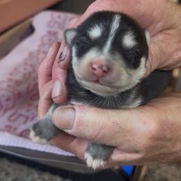 Ki ki - Black and white female Pomsky puppy in Spring Hill, Florida from PDQ Pomskies