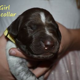 Girl 5-yellow - Liver and white female German Shorthaired Pointer puppy in Riverdale, Michigan from Ninemire Farm