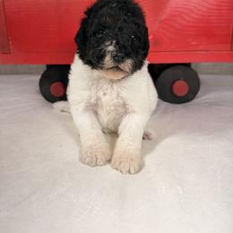 Cupid - Parti female Poodle puppy in Luana, Iowa from Country View Bernedoodles and Goldendoodles