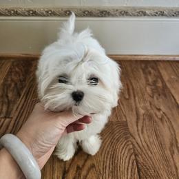 Dior - White female Maltese puppy in Frisco, Texas from Maltese & poodle Lovers