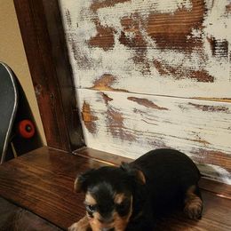 Yorkshire Terrier Puppies from Brinkley Yorkies