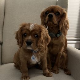 Cavalier King Charles Spaniel Puppies from Witzel Cavaliers