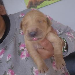 Libby - Golden female Golden Retriever puppy in Milwaukee, Wisconsin from Pedigree Golden Retrievers