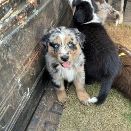 Australian Shepherd Puppies from Lovable Little Aussies