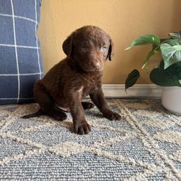 Whistle - Brown male Chesapeake Bay Retriever puppy in Ulen, Minnesota from North Wind Gundogs