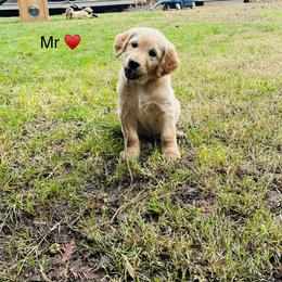 Boy 1 - Golden male Golden Retriever puppy in Carmichael, California from Sadie Lane Family Goldens