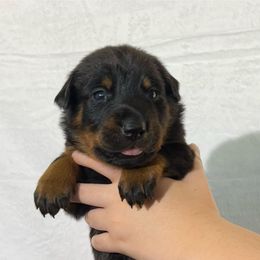 Calypso (Yellow collar) - Black and rust female Beauceron puppy in Waller, Texas from Côté Obscur