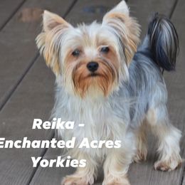 Reika - Yorkshire Terrier