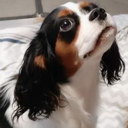 Valley - Cavalier King Charles Spaniel