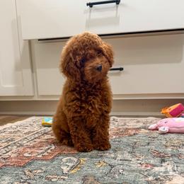 Penn - Red male Cockapoo puppy in Beresford, South Dakota from DAKOTA DOOD RANCH