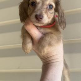 Latte - Cream female Dachshund puppy in Bartlesville, Oklahoma from Kippers Keepsake Dachshunds