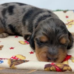 Chapel - Dapple male Dachshund puppy in Murfreesboro, Tennessee from Kimbrie's Dream Cream Doxies