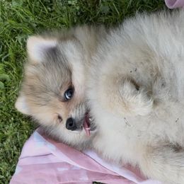 Pomeranians from Geovibes Pomeranians