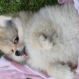 Pomeranians from Geovibes Pomeranians