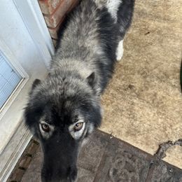 Oreo - Siberian Husky