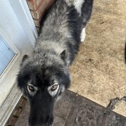 Oreo - Siberian Husky