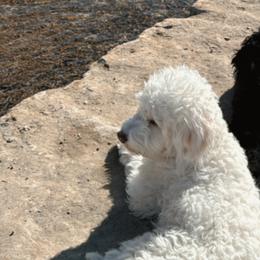 Goldendoodles from Blossom Dog Training